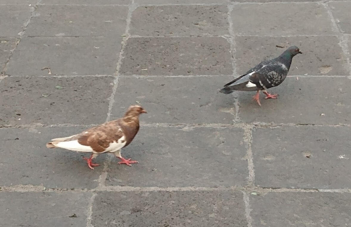 maybe a peristophile